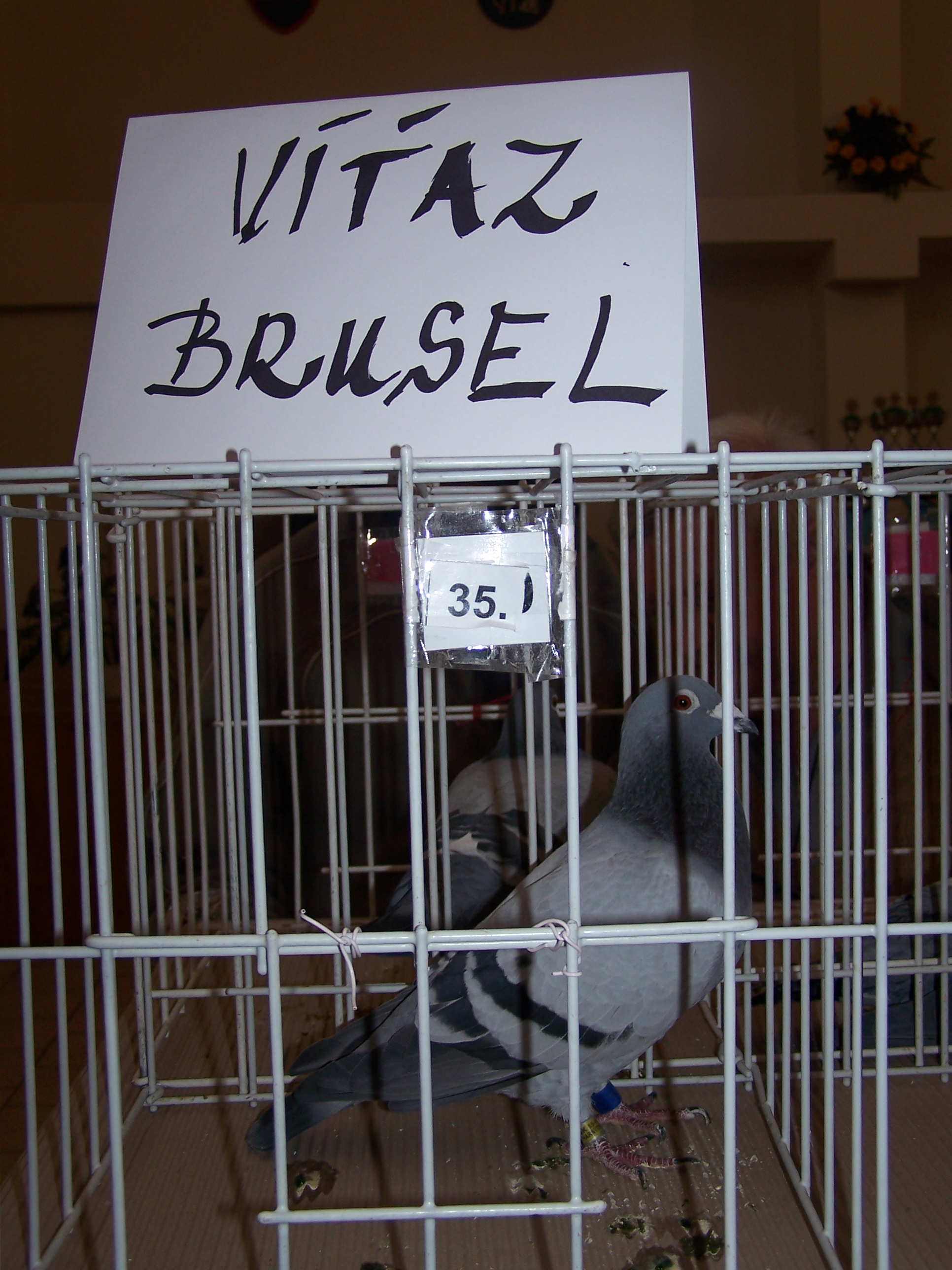 vitaz_bruselu_2010